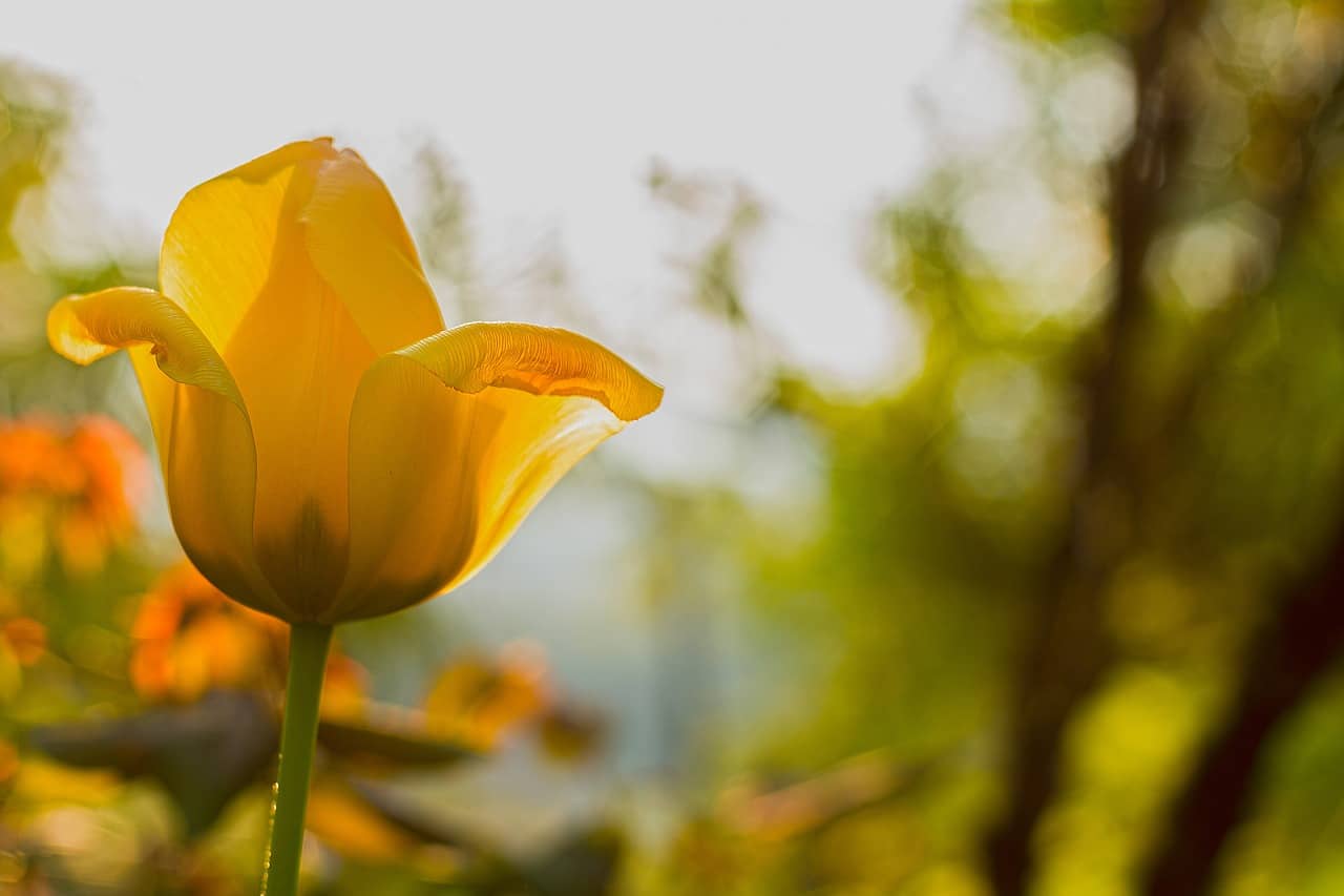 Yellow flower bloomed in the forest - alternative dispute resolution for divorce mediation process